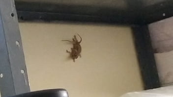 Calaguinho Maroto Pega Lagartixa De Jeito