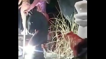 Culona, Festival - Big_ass - 2025 - Wild - Performance - Video 2965169