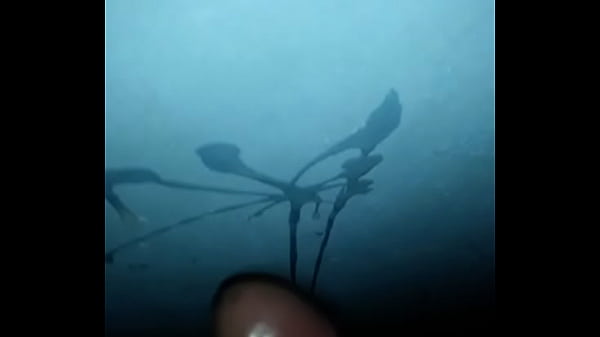 Corrida Contra La Pared