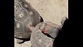 Menage De Jabuti 3 Gaiato