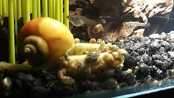 Huge, Gay, Pumping, Vac-pump - Gay - 2025 - Wild - Session - Video 2888589