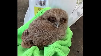 Nocturno, Pumitas, Ojotes, Plumitas - Unknown - 2025 - Passionate - Performance - Video 2872794