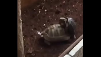 Doggystyle, Moaning, Caught - Unknown - 2025 - Passionate - Performance - Video 2786008