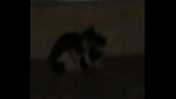 Thetidos Cat Fight Mma