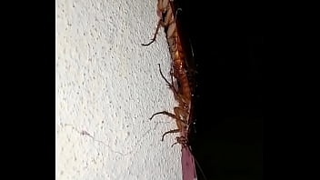Cucarachas Culiando