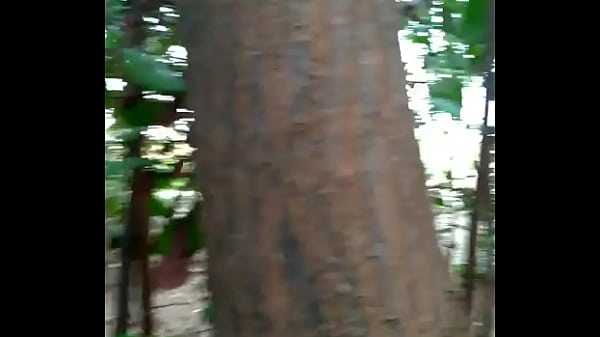 Pegação Mata