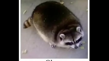 Meme, Racoon - Unknown - 2025 - Incredible - Scene - Video 2426821
