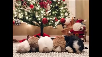 Fucking, Gay, Femdom - Gay - 2025 - Passionate - Performance - Video 2374462