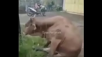 Boi, Triste, Boi-triste - Unknown - 2025 - Steamy - Experience - Video 2310380