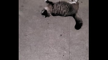 Pussy, Natural-tits - Femdom - 2025 - Hot - Scene - Video 2340993