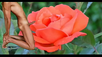 Blooming Flower Blooming Cock