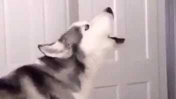 I Got Married To A Furry And Exterminated Humanity (space Paws)