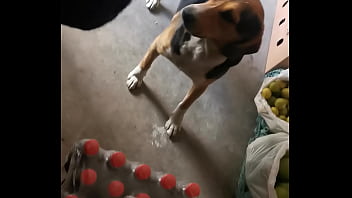 Rapidin En Su Tienda