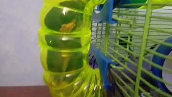 Chubby Ftm Trans Boy Pees In Diaper