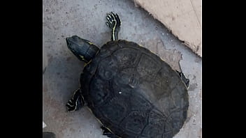 Soloboy, Tortuga, Afuera-del-agua, Superficie - Unknown - 2025 - Steamy - Scene - Video 2144737