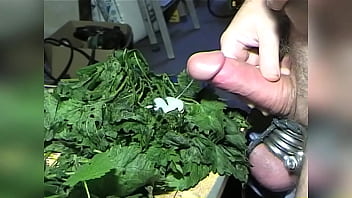 Dare Game For The Cock With Nettles