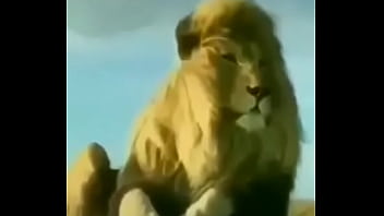 Caiu Na Net Whatsapp