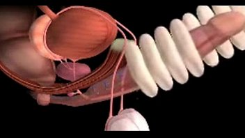 Male Genitals And How They Work