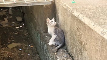 Cat - Unknown - 2025 - Amazing - Performance - Video 6043773