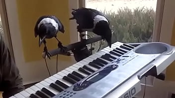 ____________ ___________ - Video 6256927