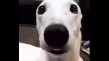 Doggystyle, Gripka - Unknown - 2025 - Steamy - Session - Video 1831434