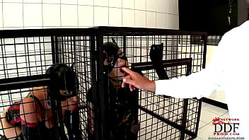 Nick Lang Tames 2 Beauties In Cat Role Play [part 1]