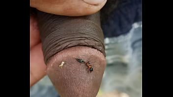 Ant Bite My Penice
