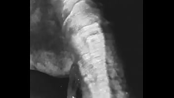 Prototype1001 Lesbian Dreams Come True