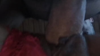 Mi Veterana En Cuatro