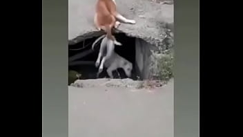 Fucking, Dog-meeting - Unknown - 2025 - Intense - Session - Video 973560