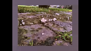 La Tortuga Gigante - Sentado Como Un Weon (ensayo)