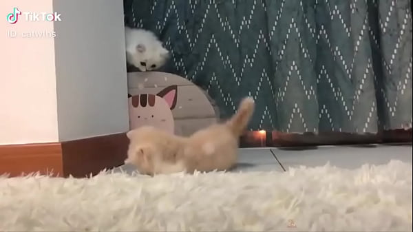 Baby Cats - Cute Baby Cat Videos Compilation