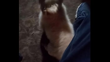 Vídeo De Verificación - gay, verification-video - Video 1076516