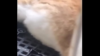 無碼 高清 本土 無除毛 美腿