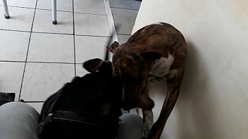 Um Gozando. Outro