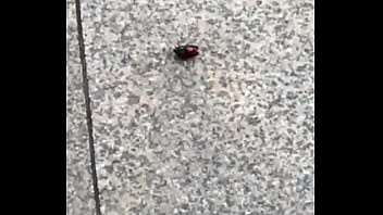 Verification-video - Unknown - 2025 - Incredible - Session - Video 1029452