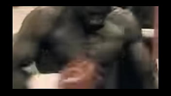 Lineal Championchip Intro