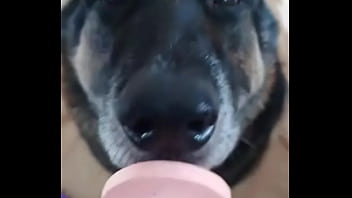 Cachorro Chupetao Kkkkkkkk