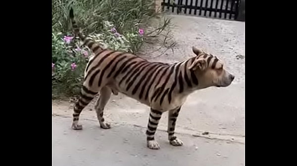 Video Xác Minh - verification-video - Video 704663