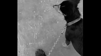 Verification Video - verification-video - Video 704534