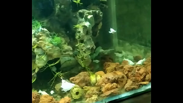 Video Xác Minh - verification-video - Video 509862