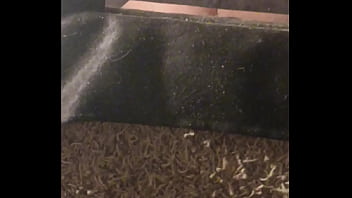 Cowgirl1980 - Dildo, Soloboy, Gay-anal - Sex_toys - 2025 - Wild - Performance - Video 396239