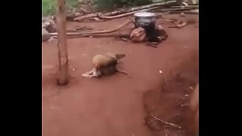 Sviro || Cork In A Pussy Cat