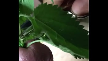 Folter Schwanz Meines Sklaven