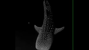 Masturbation, Chile - Unknown - 2025 - Hot - Show - Video 350848