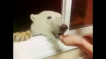 Urso Polar Comendo Bolacha Na Rússia