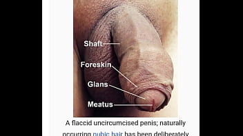 Penis Je I Na Wikipedii