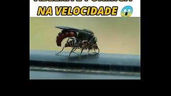 Insetos, Bichinhos - Unknown - 2025 - Intense - Scene - Video 246939