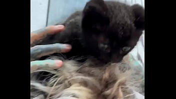 I Love Kitties Chilling On My Head ??do You Have A Pets?#kittylove #chillvibes #psylandbodysuit #inkedmodel #eyeba...