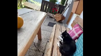 Running With Lily-lu-filmz And The Cat Makes Break Time So Sweet ?️who' Your Favorite Running Companion?#runn...